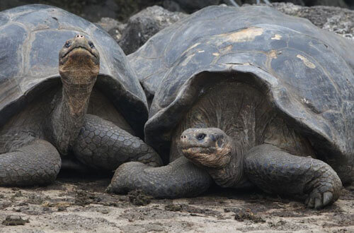 Luxe Peru & Galapagos 